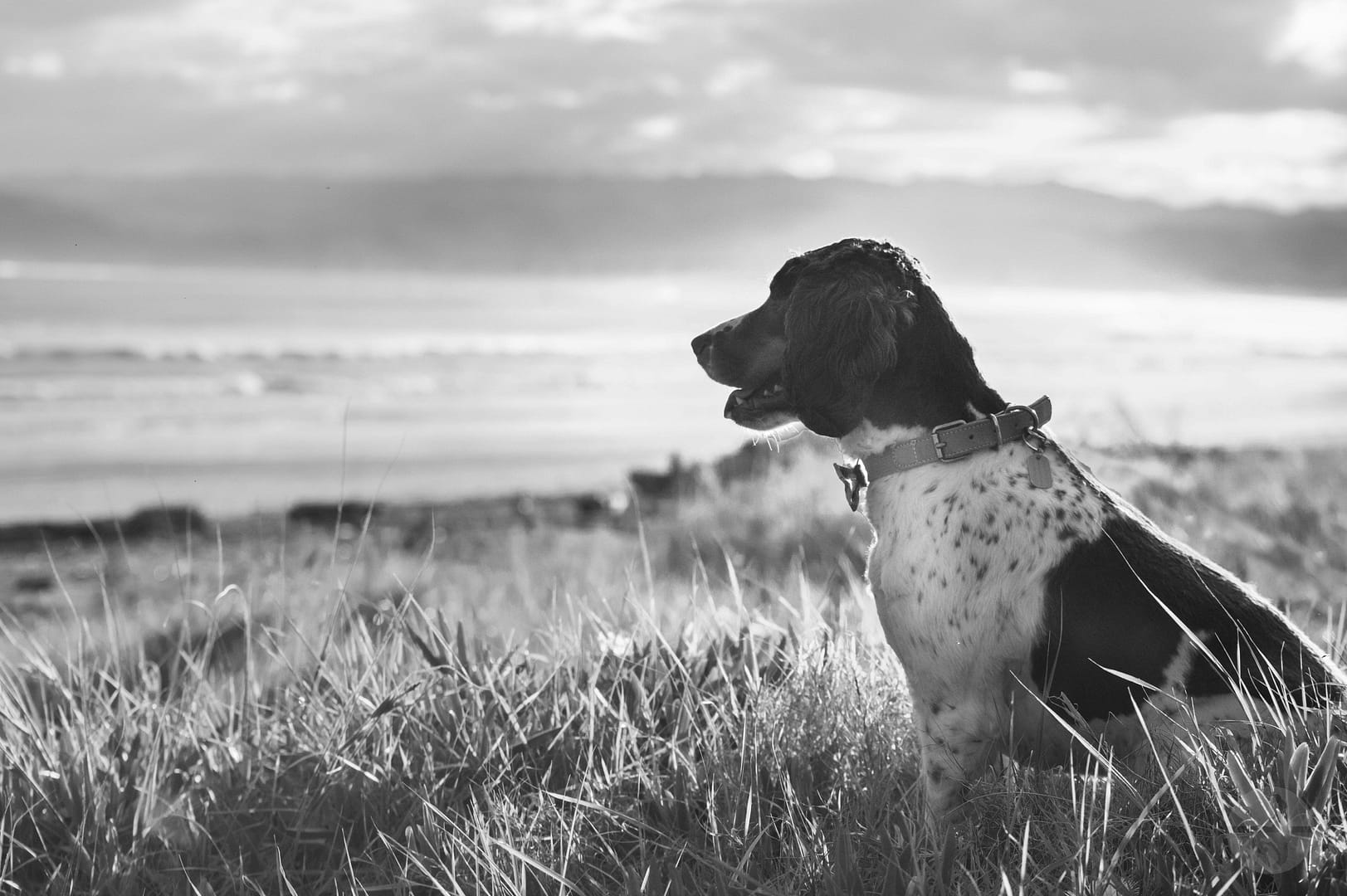 Pet Cremation Gisborne