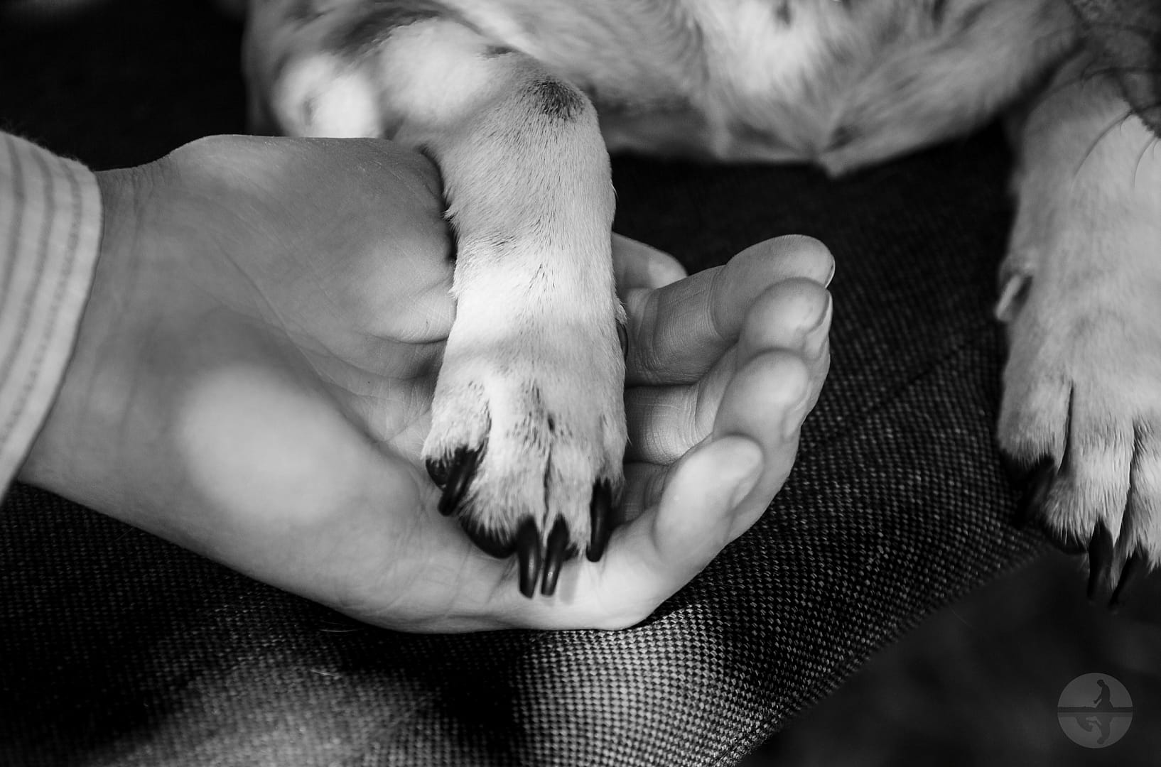 Dog Paw for Pet Reflections