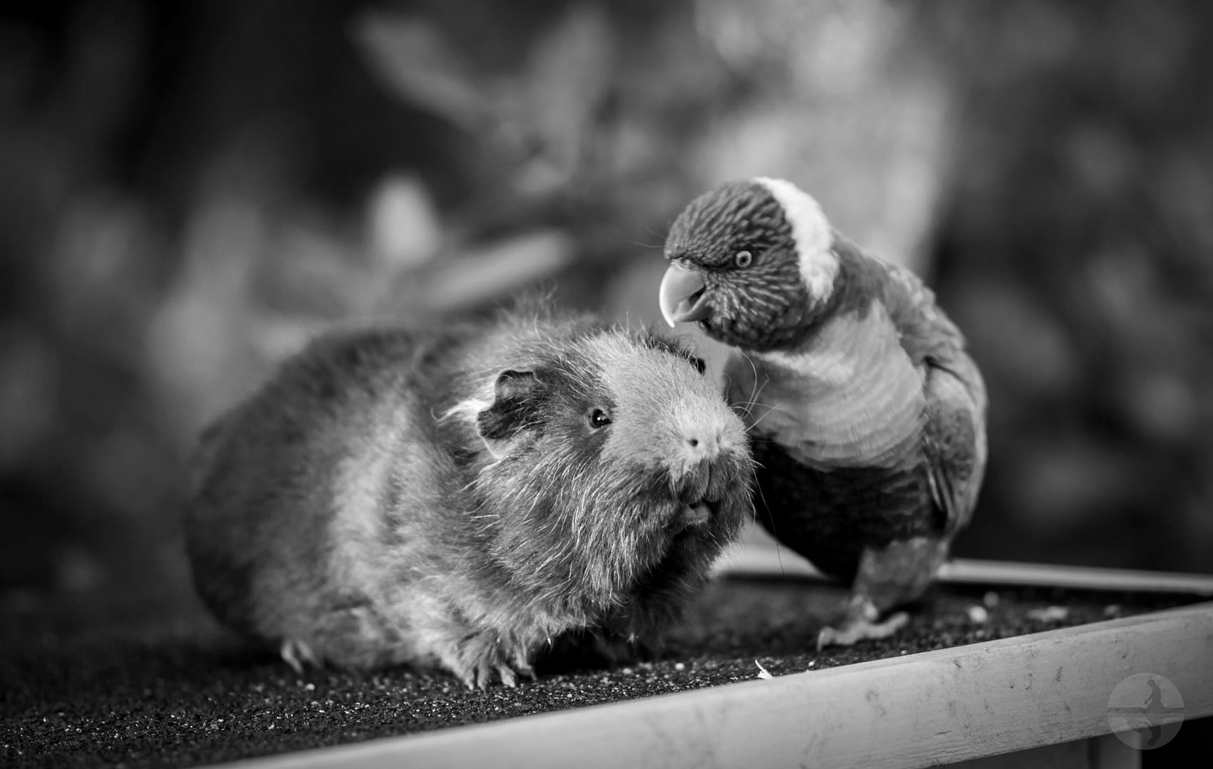Guinea Pig and Bird photo for Water Cremation